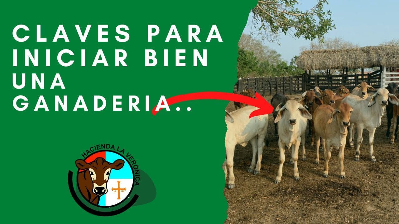 emprendimiento-ganadero | 49k Noticias emprendimiento ganadero